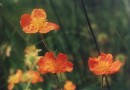 Geum coccineum ©  Pandion Wild Tours